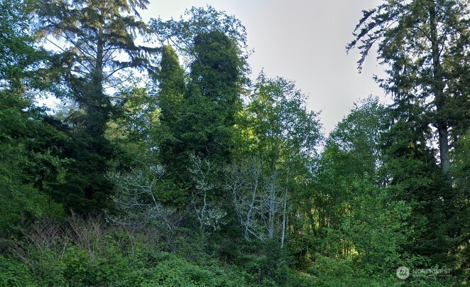 0 Cosgrove Street Hoquiam, WA 98550 - Photo 5 of 8 a view of a lush green forest