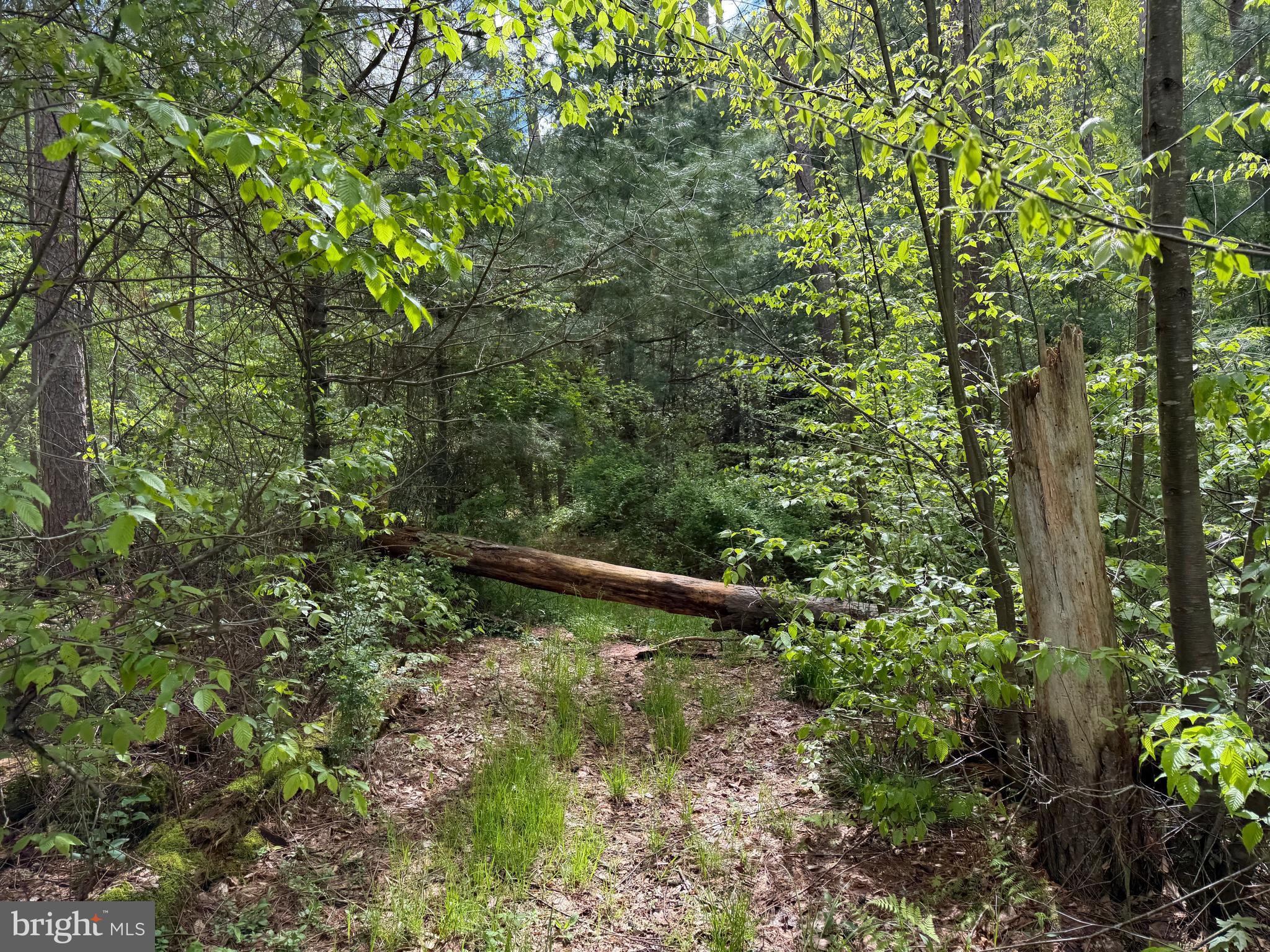 1227 Cross Fork Creek Road Cross Fork, PA 17729 - Photo 65 of 139