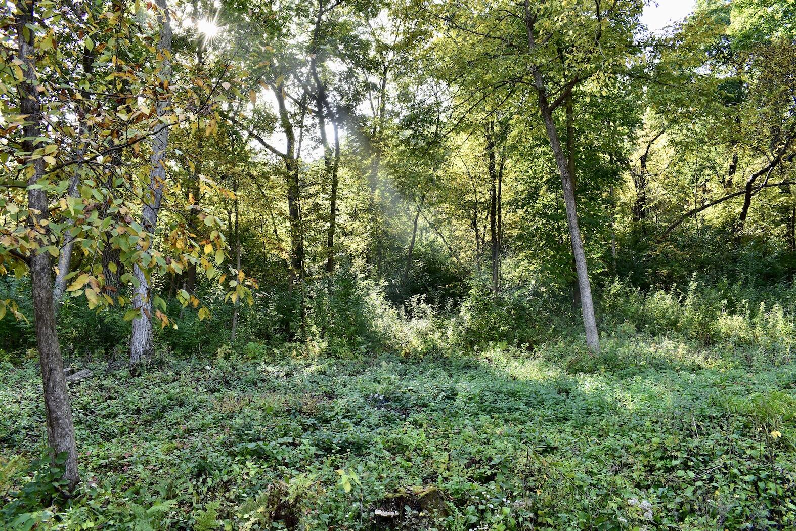 2331 Goodview Road Winona, MN 55987 - Photo 44 of 44 46 Wooded Back Yard