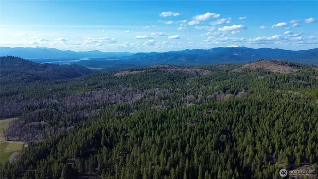 a view of a lush green forest with lots of bushes