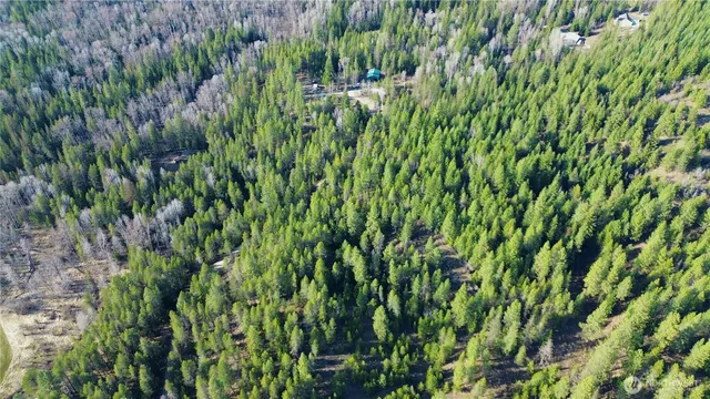 a view of a lush green forest