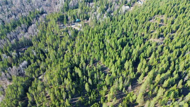 a view of a lush green plant