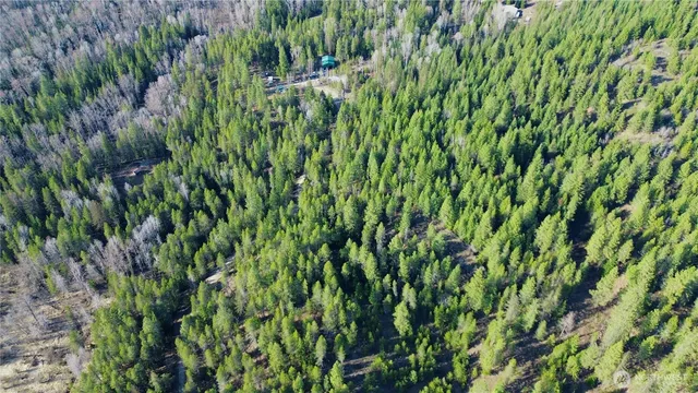 a view of a lush green forest