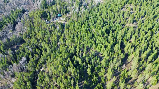 a view of a lush green forest