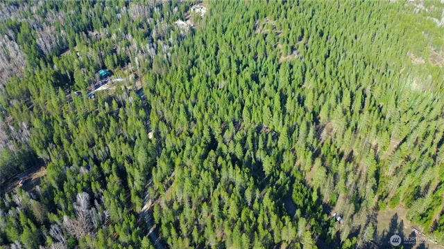 a view of a lush green forest
