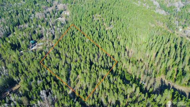 a view of a lush green forest
