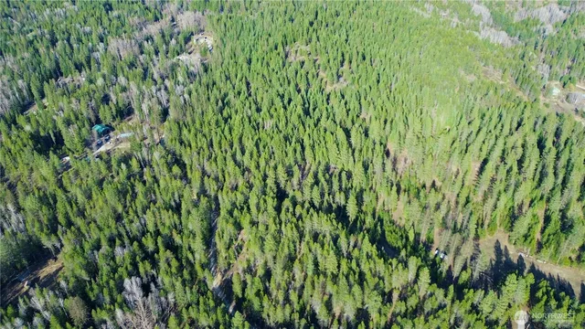 a view of a lush green forest