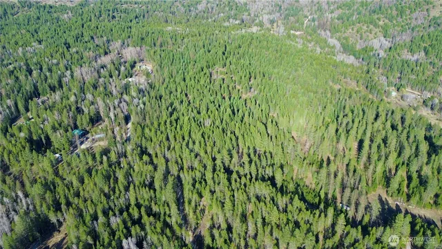 a view of a lush green forest