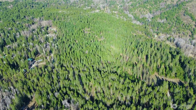 a view of a lush green forest