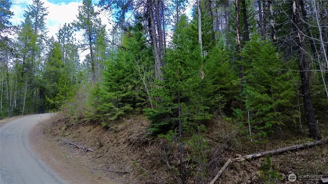 a view of a forest with trees in the background