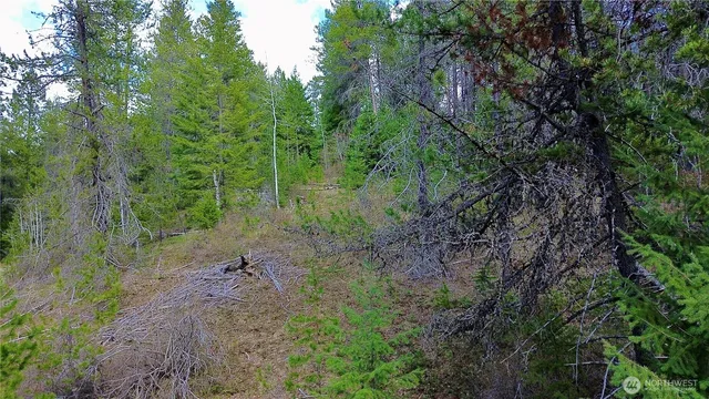 a view of a forest filled with trees