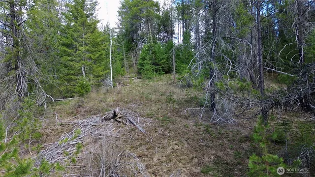 a view of a forest with trees in the background