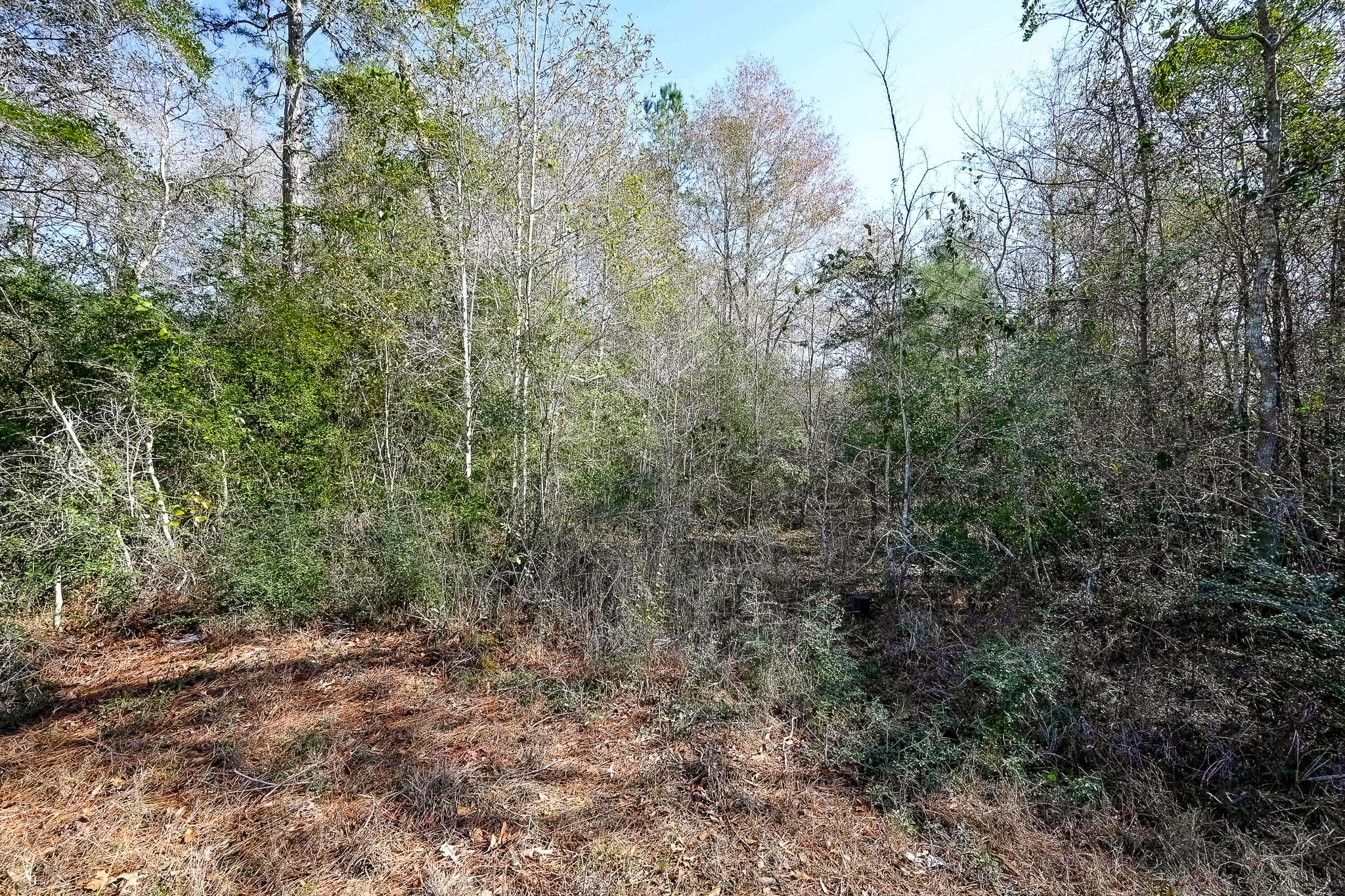 378 County Road 381 Cleveland, TX 77328 - Photo 13 of 15 a view of a forest with trees in the background