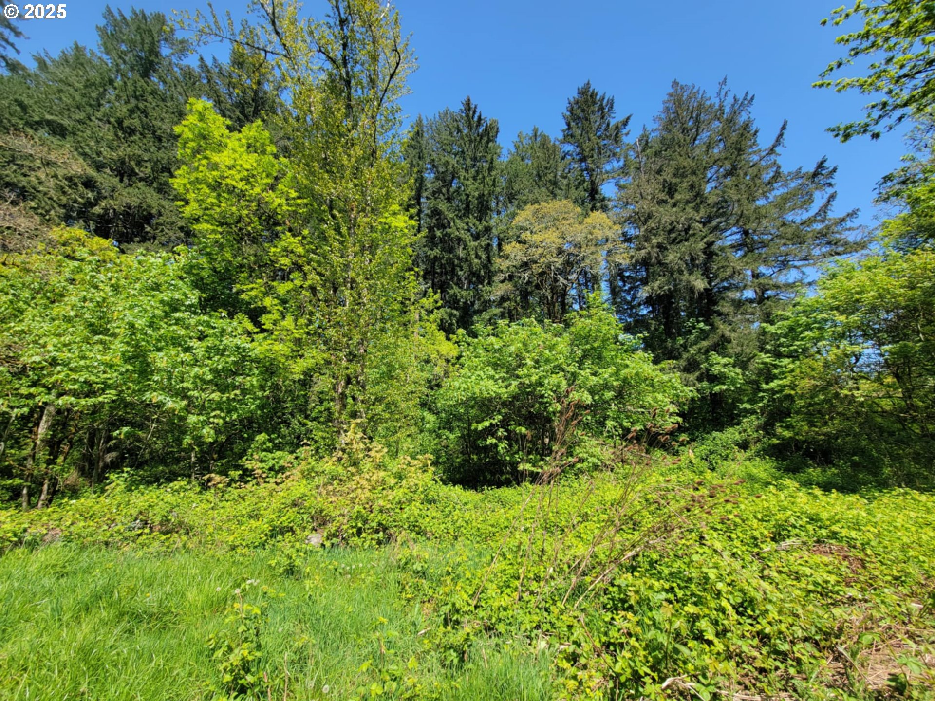4295 Southwest Homesteader Road Wilsonville, OR 97070 - Photo 13 of 27 a view of a lush green forest