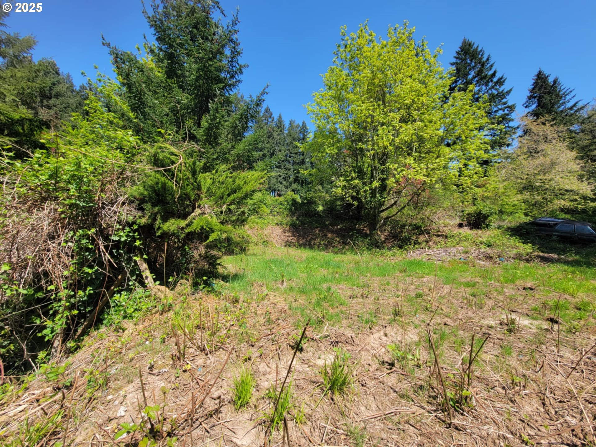 4295 Southwest Homesteader Road Wilsonville, OR 97070 - Photo 16 of 27 a view of a yard with plants and large trees