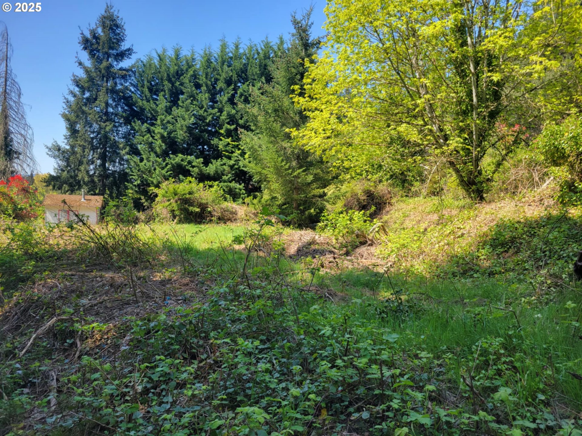 4295 Southwest Homesteader Road Wilsonville, OR 97070 - Photo 20 of 27 a view of a lush green forest with large trees