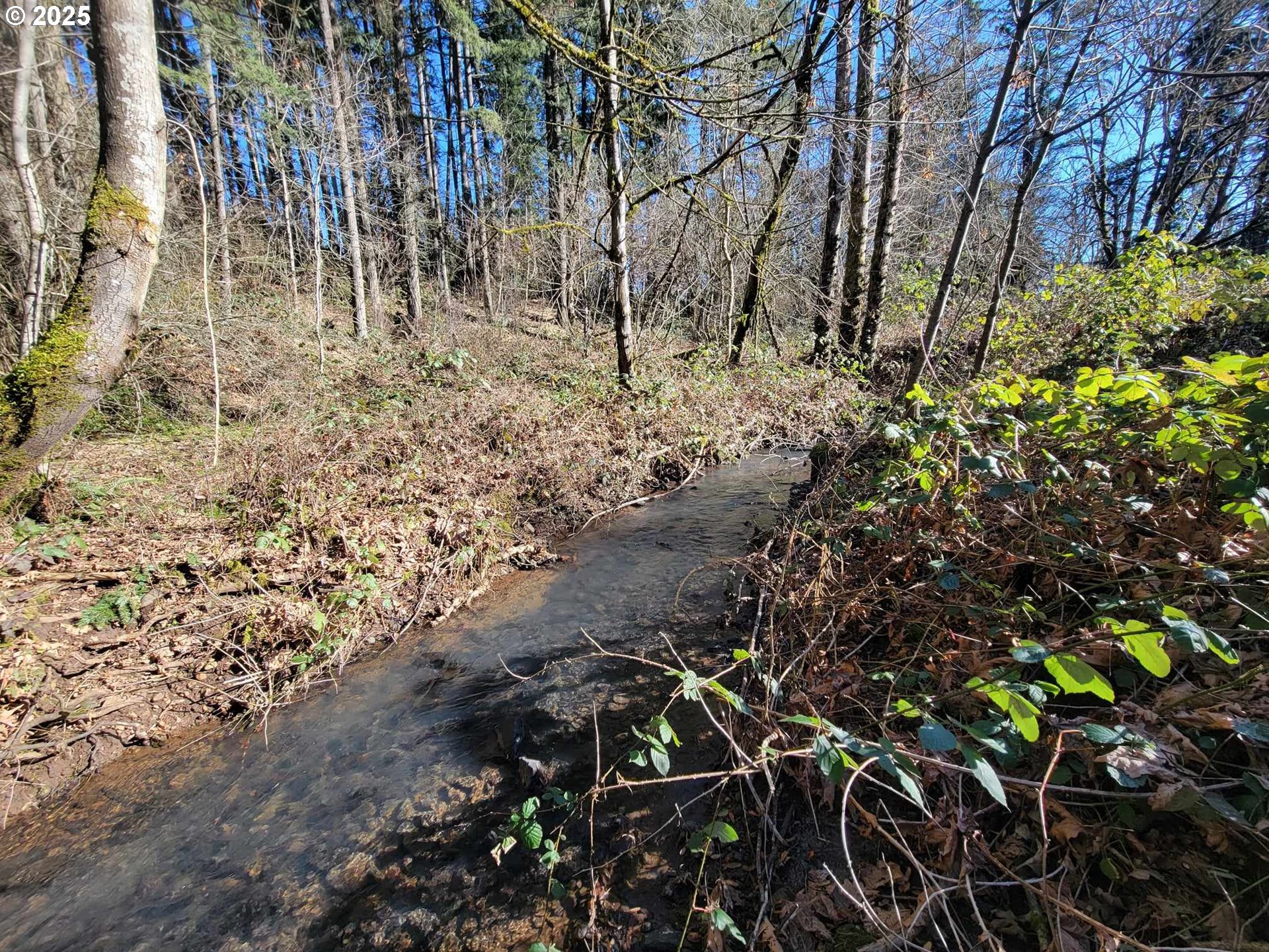 4295 Southwest Homesteader Road Wilsonville, OR 97070 - Photo 8 of 27 a backyard of a building with lots of trees