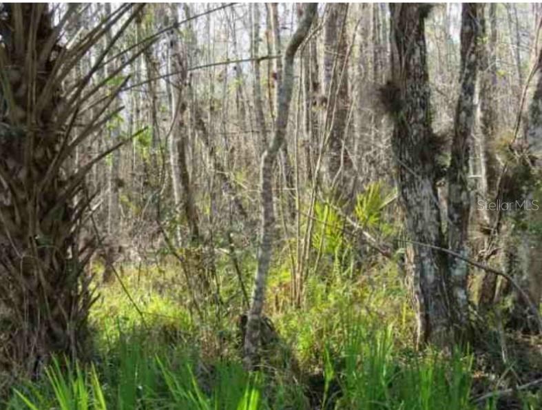 Blue Creek Road Astor, FL 32102 - Photo 1 of 1