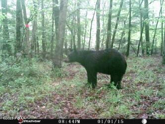 Creek Road Greentown, PA 18426 - Photo 10 of 16