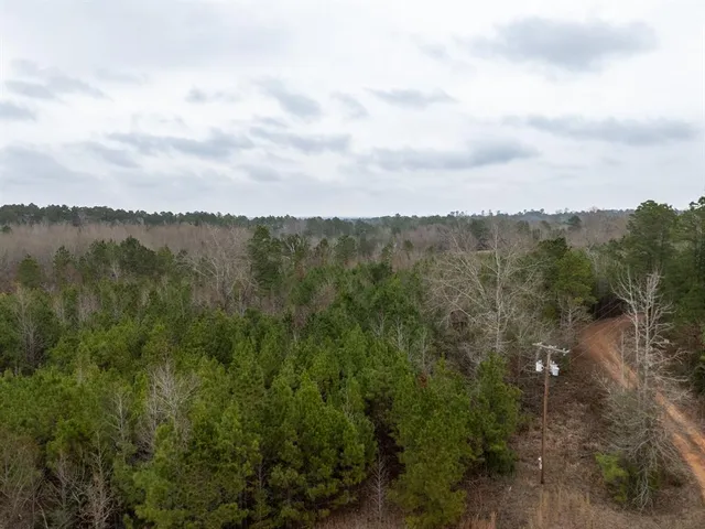 a view of a forest with a tree