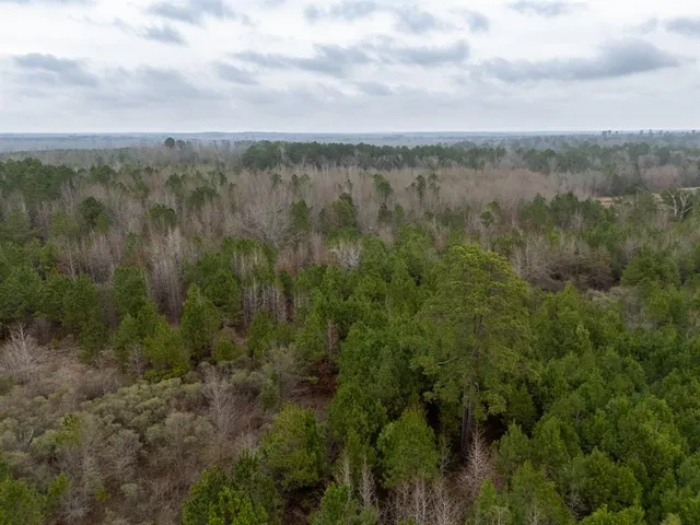 a view of a lush green forest with trees and some houses