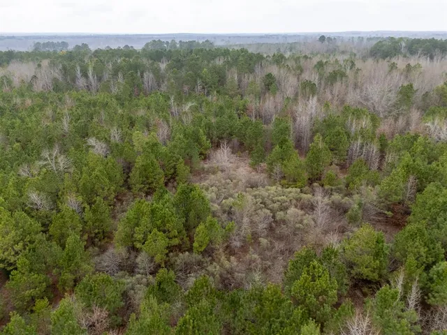 a view of a forest with trees in the background