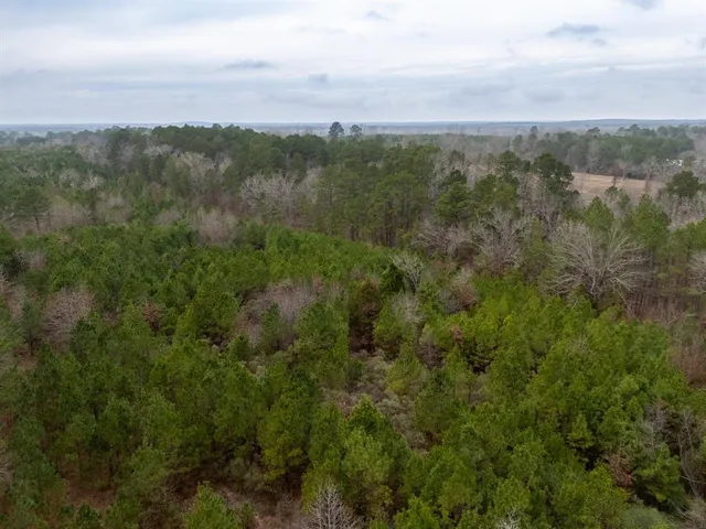 a view of a forest with a tree