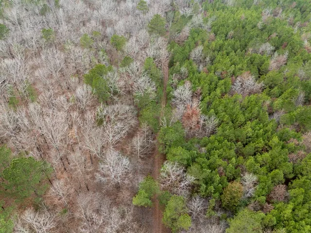 a view of a forest with a tree
