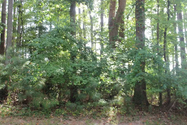 a view of a forest that has large trees