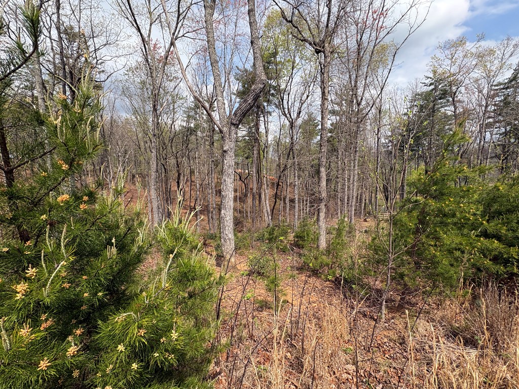 21 Yonah Mountain Road Cleveland, GA 30528 - Photo 4 of 16