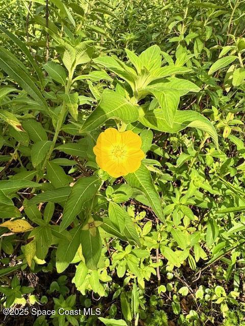 4235 Navel Street Cocoa, FL 32926 - Photo 21 of 24 a view of a small yard
