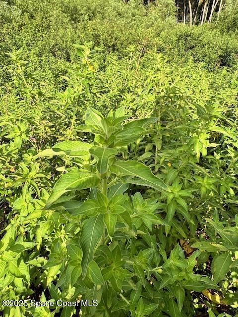 4235 Navel Street Cocoa, FL 32926 - Photo 22 of 24 a view of a tree