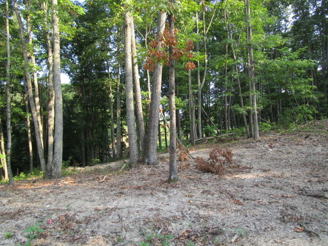 6658 Ridgeview Road Knoxville, TN 37918 - Photo 3 of 9 IMG_0822
