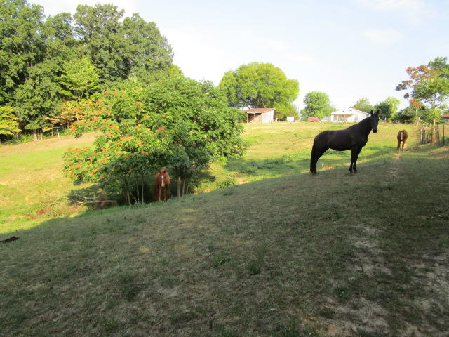 6658 Ridgeview Road Knoxville, TN 37918 - Photo 6 of 9 IMG_0819