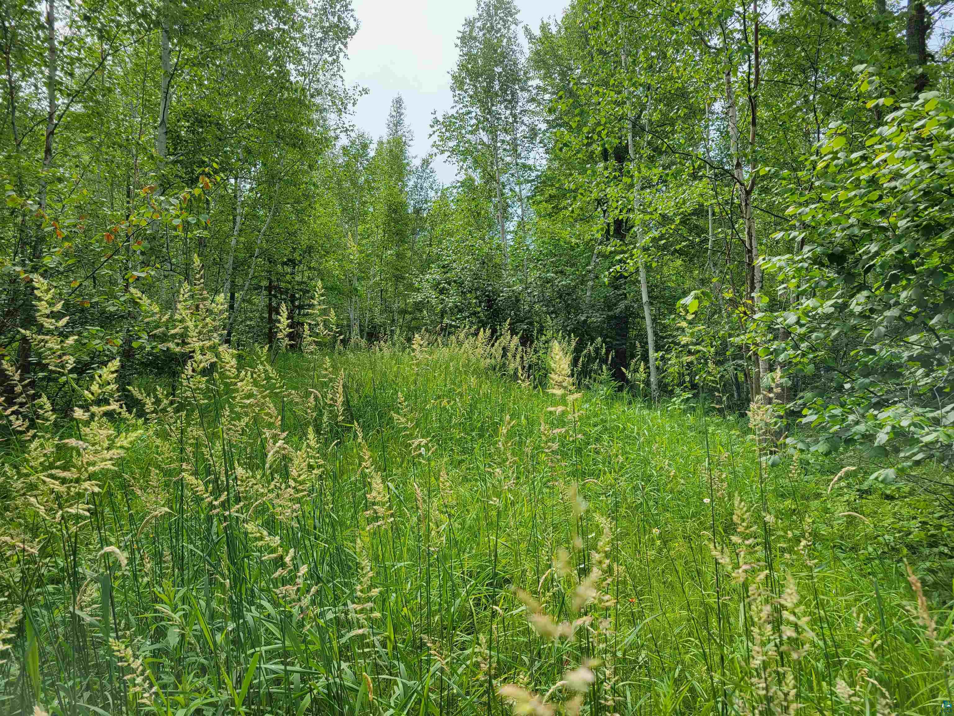 Xxx Bark Point Road Herbster, WI 54844 - Photo 6 of 8 Gallery Image 6