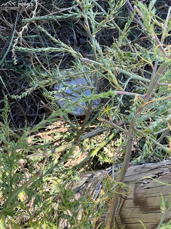 39250 Shear Road Rush, CO 80833 - Photo 30 of 31