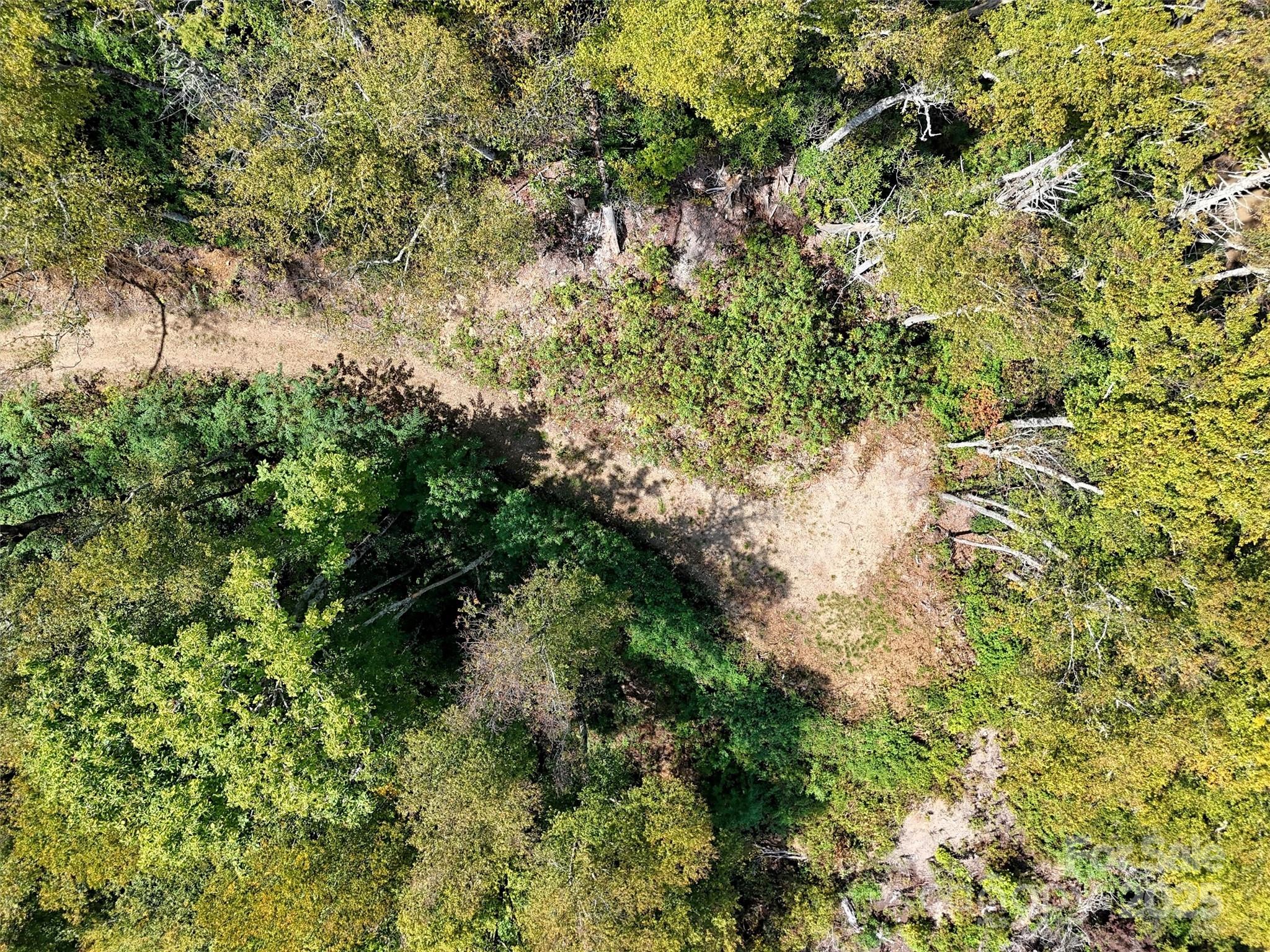 2 Black Rock Road Maggie Valley, NC 28751 - Photo 11 of 19 a plant view in yard