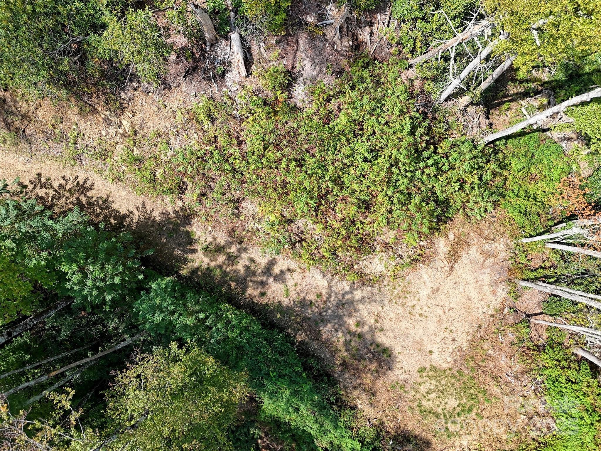 2 Black Rock Road Maggie Valley, NC 28751 - Photo 12 of 19 a picture of a tree