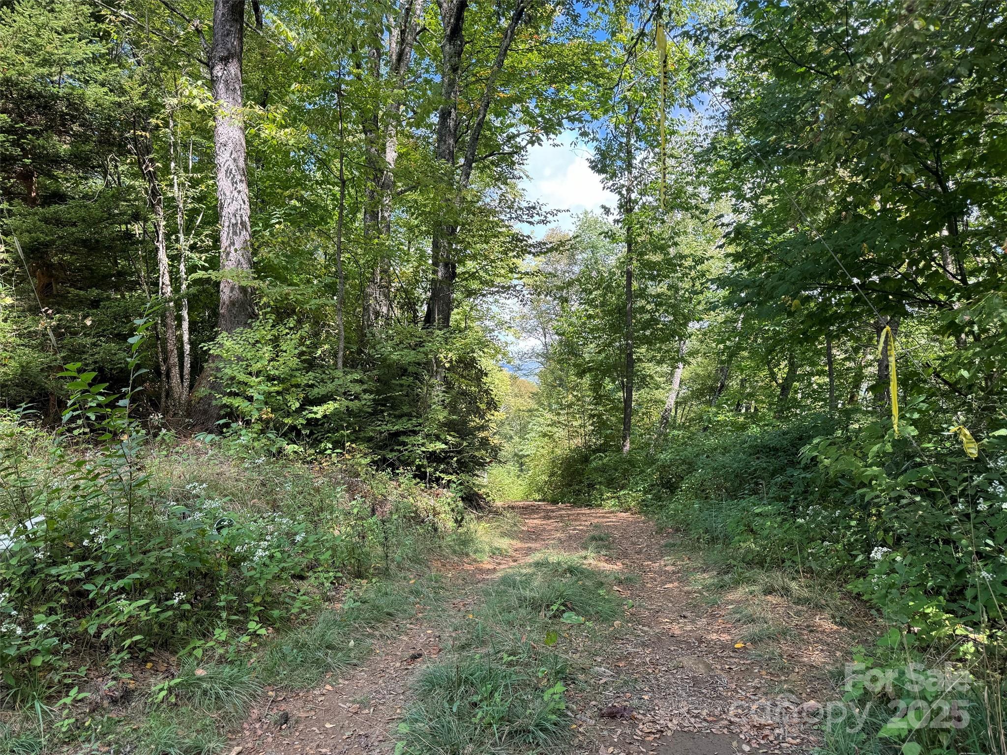 2 Black Rock Road Maggie Valley, NC 28751 - Photo 5 of 19 a view of a forest with trees in the background