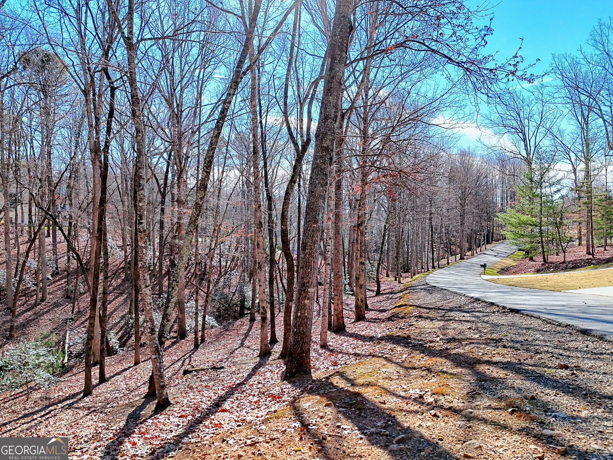 a view of a yard with trees