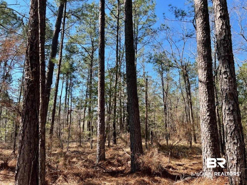 0 Country Road Deer Park, AL 36529 - Photo 23 of 46