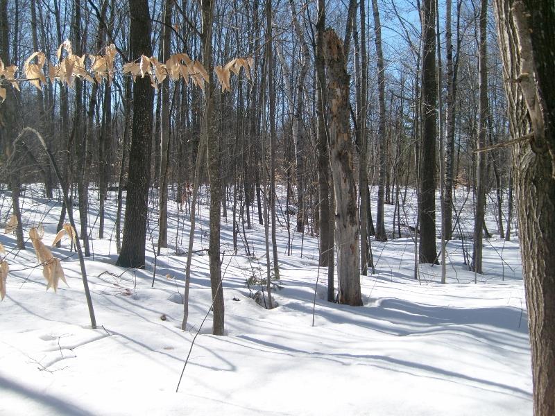 3560 Phelps Road Northeast Kalkaska, MI 49646 - Photo 55 of 89 1858386-55.JPG
