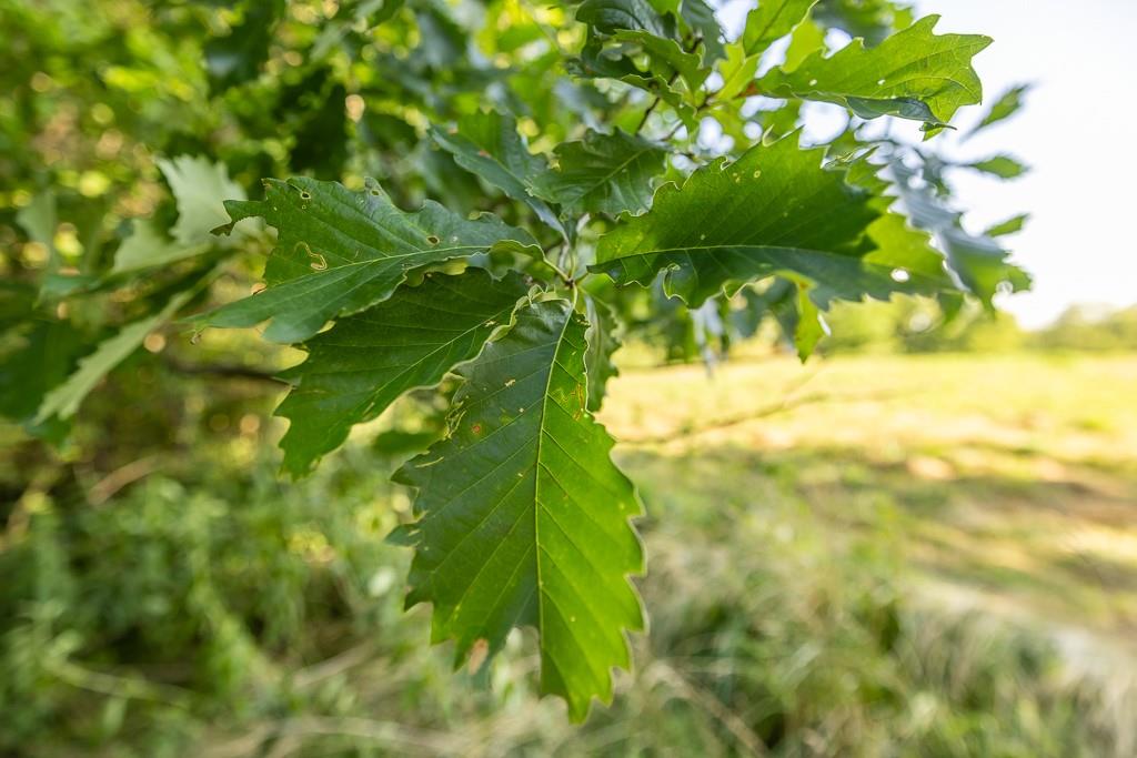 701 North Bly Road Independence, MO 64056 - Photo 44 of 52