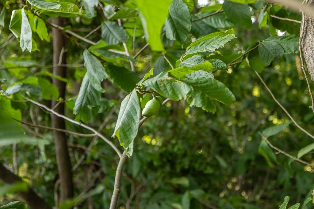 701 North Bly Road Independence, MO 64056 - Photo 45 of 52