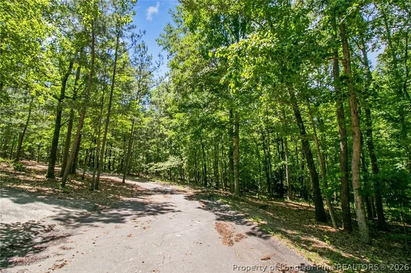a view of a forest with trees