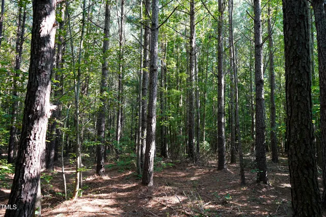a close up of a tree in a garden