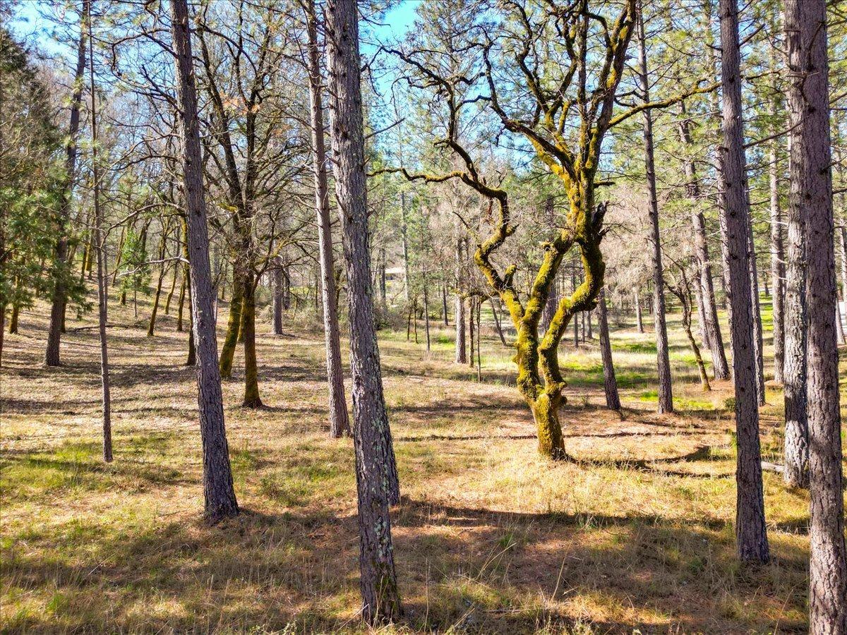 12787 Mystic Mine Road Nevada City, CA 95959 - Photo 28 of 80 a view of a yard with trees