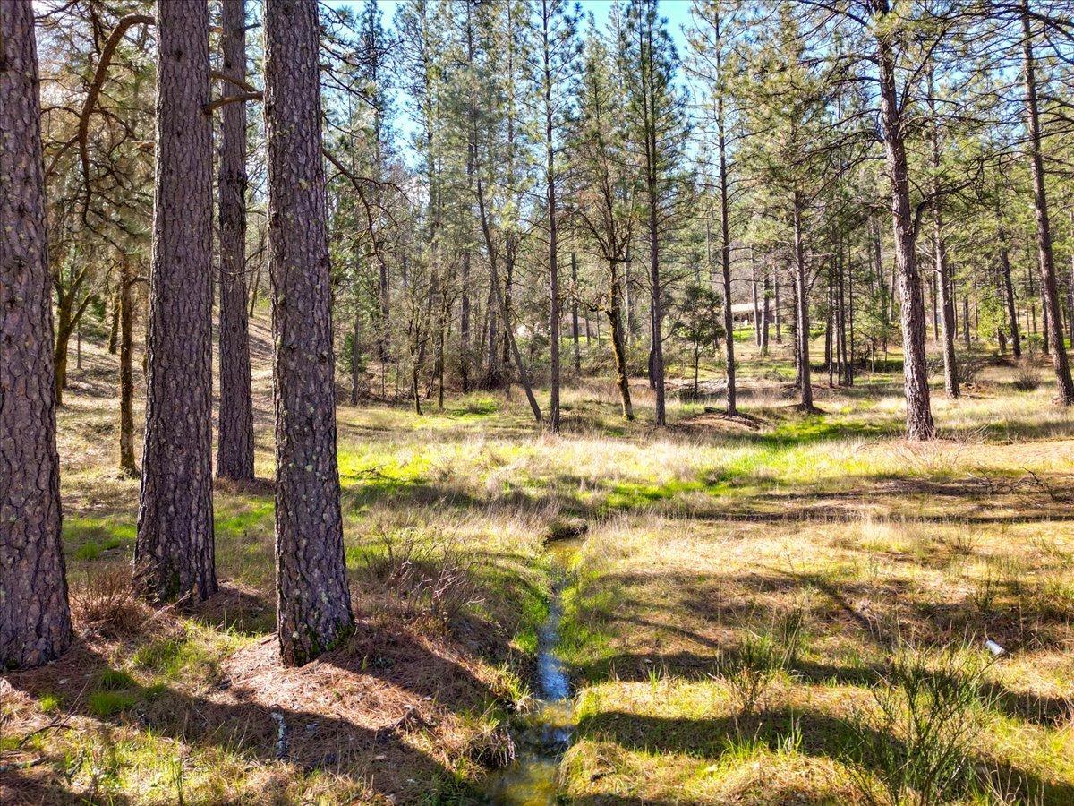 12787 Mystic Mine Road Nevada City, CA 95959 - Photo 32 of 80 a view of a yard with trees