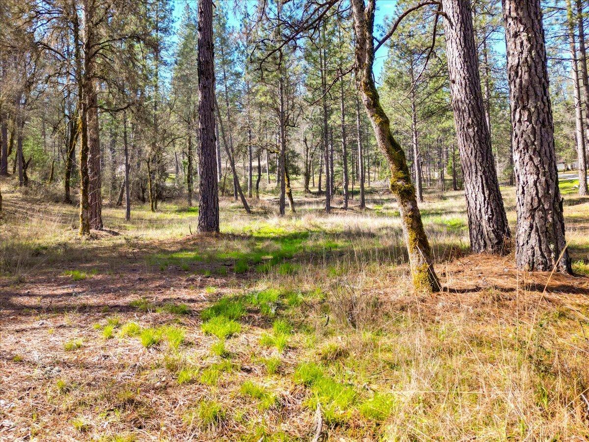 12787 Mystic Mine Road Nevada City, CA 95959 - Photo 35 of 80 a view of yard
