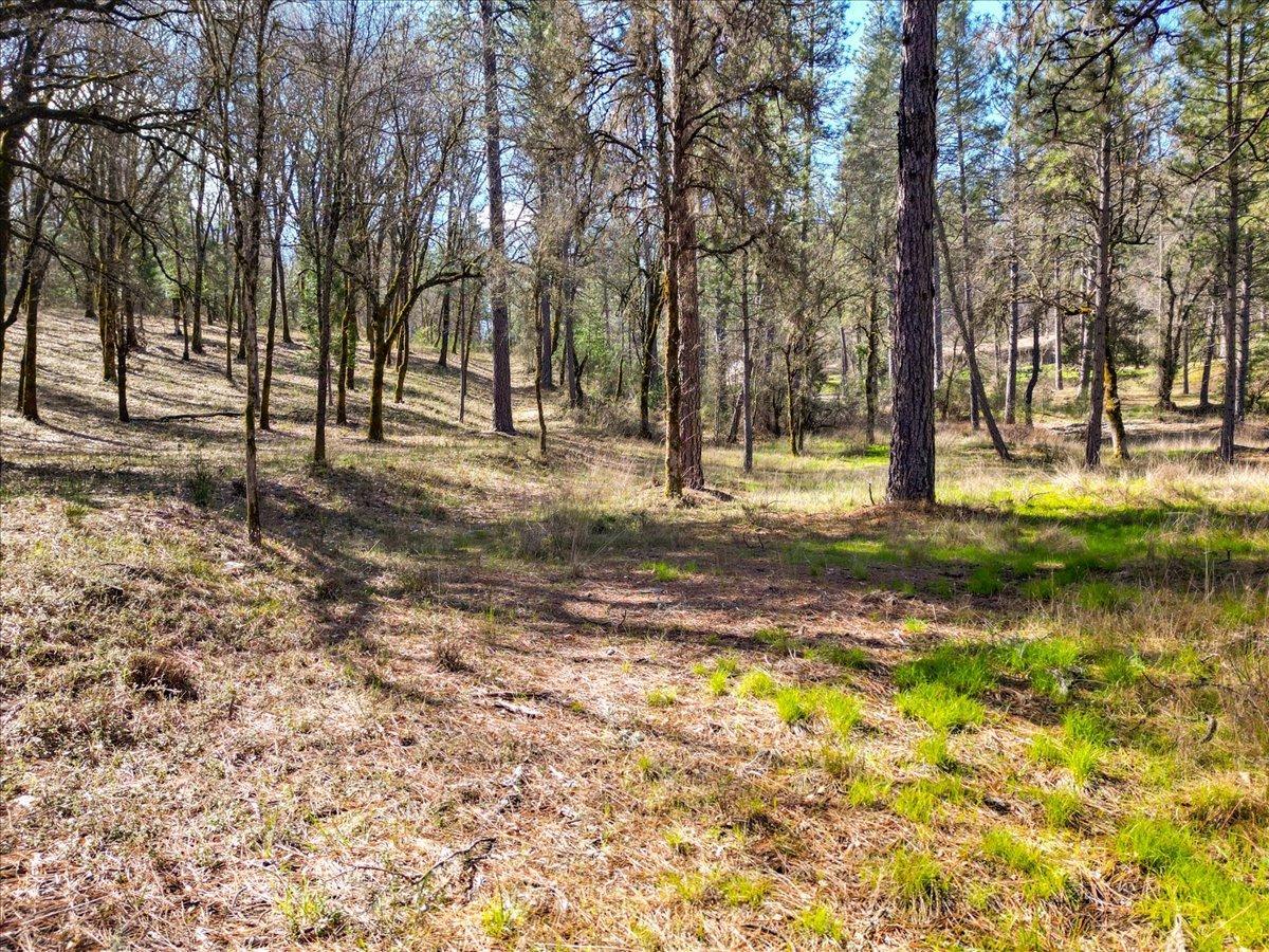 12787 Mystic Mine Road Nevada City, CA 95959 - Photo 36 of 80 a view of a yard with a tree